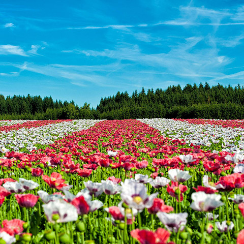 Red and white flowers under blue sky during daytime